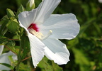crimson-eyed rose mallow kenilworth 20jul19zbc