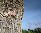 dead white ash kenilworth 20jul19zac