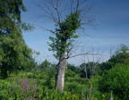 dead white ash kenilworth 20jul19zbc