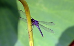 dragonfly kenilworth 20jul19zac