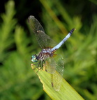 dragonfly kenilworth 20jul19zbc