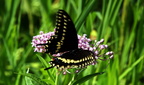 female black swallowtail papilio palyxenes kenilworth 20jul19zdc