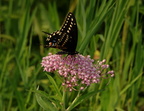 female black swallowtail papilio palyxenes kenilworth 20jul19zec