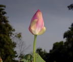 lotus nymphaea nelumbo kenilworth 20jul19zbc