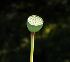 lotus nymphaea nelumbo seed pod kenilworth 20jul19zac