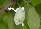 fruit pawpaw asimina triloba 25jul19