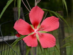 scarlet rosemallow hibiscus coccineus 25jul19