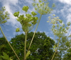 cow parsnip heracleum lanatum flower grant park 6jul19zac