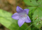 harebell campanula rotundifolia farm 5jul19zac