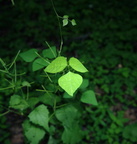 hog peanut amphicarpaea bracteata farm 5jul19zac
