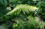 lady fern athyrium filix-femina farm 5ul19zac