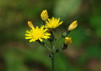rough hawkweed hieracium scabrum farm 5jul19zac