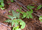 sweet cicely osmorhiza claytoniiu farm 5jul19zac