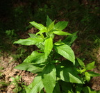 unknown weed farm 5jul19zac