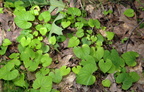 violet viola odorata farm 5jul19zac