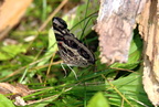 american lady vanessa virginiensis farm 5jul19zac