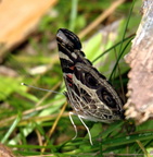 american lady vanessa virginiensis farm 5jul19zdc