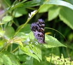 american lady vanessa virginiensis farm 5jul19zbc
