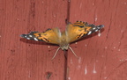 american lady vanessa virginiensis farm 5jul19zfc