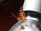 american lady vanessa virginiensis farm 5jul19zg