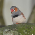finch butterflyworld 8jan17
