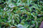 venus fly trap botanic garden 5nov19zac