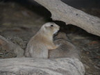black tail praire dog cynomys ludovicianus zoo 24oct19b
