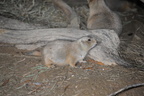 black tail praire dog cynomys ludovicianus zoo 24oct19z