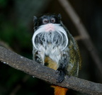 emperor tamarin saguinus imperator zoo 24oct19zac