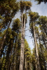 forest maligne lake 3296 6sep19