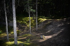 understory maligne canyon 3306 6sep19