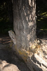 unknown tree maligne canyon 3308 6sep19
