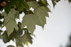 unknown maple spahats falls 3476 7sep19