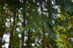 unknown tree spahats falls 3481 7sep19
