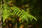 unknown tree spahats falls 3483 7sep19
