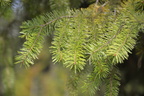 unknown tree spahats falls 3498 7sep19