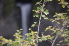 unknown tree spahats falls 3519 7sep19
