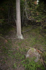 unknown tree spahats falls 3526 7sep19