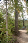 unknown trees spahats falls 3524 7sep19