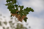 unknown maple whistler 3653 8sep19