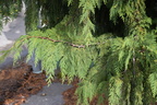 unknown tree pemberton 3617 8sep19