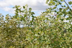 quaking aspen edmonton 1112 28aug19
