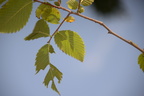 elm hawrelak park edmonton 0676 26aug19
