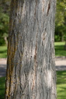 elm hawrelak park edmonton 0677 26aug19