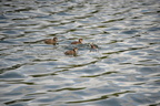 mallard hawrelak park edmonton 0705 26aug19