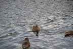 mallard hawrelak park edmonton 0729 26aug19