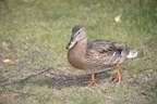 mallard hawrelak park edmonton 0748 26aug19