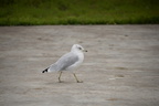 ring billed gull edmonton 0754 26aug19