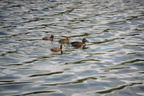 unknown duck hawrelak park edmonton 0704 26aug19