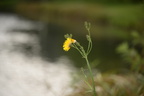 yellow hawkweed hawrelak park edmonton 0686 26aug19